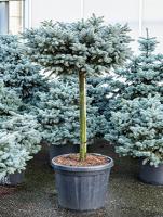 Ель колючая (Picea pungens Glauca Globosa st-50/85 С12-d30) eu
