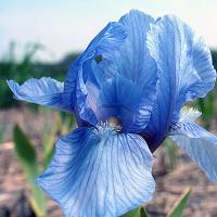 Ирис карликовый  Iris pumila Blue Denim