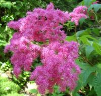 Лабазник красный Filipendula vulgaris 'Purple'  (малиновый,махров,VIII-,Н=90см)