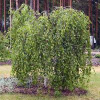 Береза повислая (Betula pendula Youngii С10  штамб 130)