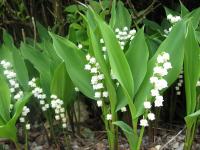 Ландыш майский Convallaria majalis (белый,V-VI,Н=20-25см)