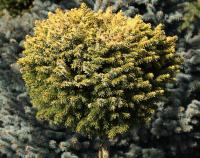 Ель сербская (Picea omorika 'Peve Tijn') штамб 80см С7