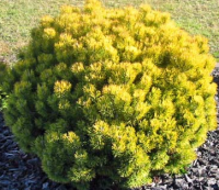 Сосна горная Pinus mugo Ophir