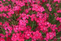 Гвоздика травянка Dianthus deltoides 'Melody' (ярко-красная,VI-VIII,Н=15см)