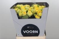 Роза Кустовая Lun Trendsetter