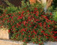 Роза почвопокровная Red Cascade