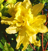 Азалия гибридная Харвест Мун (Azalea hybrida Harvest Moon)