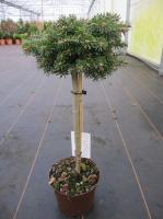 Пихта корейская (Abies koreana 'Kristall Kugel')