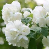Чубушник венечный (Philadelphus coronarius Virginal цв. крупн, душист, махров.Н2-3м) С15