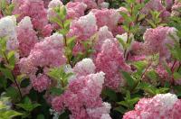 Гортензия метельчатая 'Vanille Fraise'