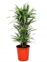Драцена душистая Fragrans Deremensis Grp Warneckei 3 ств. 21/120