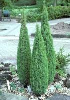 Juniperus communis 'Compressa'