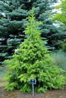 Ель сербская (Picea omorica Aurea)