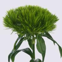 Гвоздика Диантус Green Wicky
