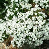 Арабис кавказский Arabis caucasica 'Little Treasure White' (белый,IV-V,Н=15см)
