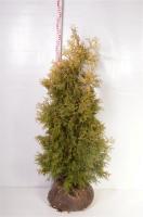 Thuja occidentalis 'Yellow Ribbon