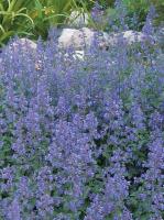 Котовник (Nepeta Walkers Low)