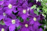 Clematis 'Viola' Клематис (цв.пурпурно-фиолет,пыльники светлые,Дцв=10-14см,Н=2,00-2,50м)