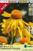 Гелениум Helenium Hoopesii Н60см