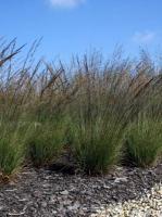 Молиния голубая (Molinia caerulea Edith Dudszus)