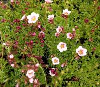 Камнеломка Арендса Saxifraga arendsii