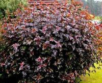 Пузыреплодник калинолистный (Physocarpus opulifolius 'Red Baron' цв.розовые Н3м)