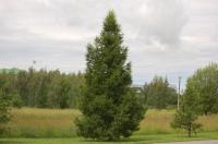 Лиственница сибирская (200-220, ком) Н-25м В-10м Ve