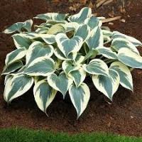 Хоста (Hosta Blue Ivory)