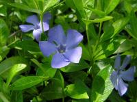 Барвинок малый Vinca minor (цв.синие,V-VI,Н=15-20см)