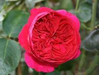 Роза Шраб Red Eden