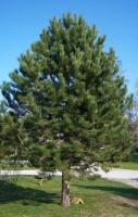 Сосна черная (Pinus nigra Austriaca) H=25м В=12 м