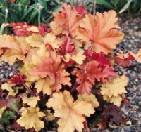 Гейхера Heuchera 'marrmalade'