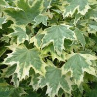 Acer platanoides Drummondii