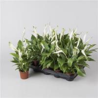 Спацифилум Spath PEARL Cupido 7/28