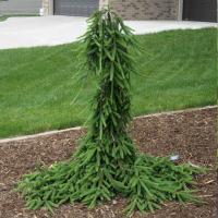 Ель колючая Picea Pungens 'Frohburg
