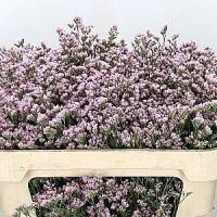Лимониум Silver Pink