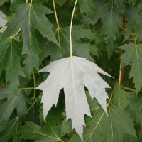 Acer saccharinum 'Pyramidale'