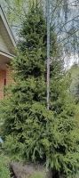 Ель обыкновенная (Picea abies Н30м) 300см WRB80