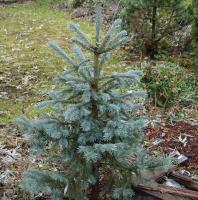 Ель энгельмана (Picea engelmannii 'Blue Softie')
