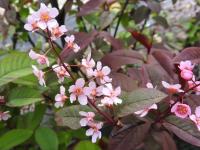 Черемуха обыкновенная Prunus padus Colorata