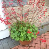 Гейхера 'Ruby Bells'