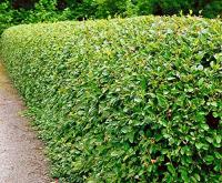 Кизильник блестящий (Cotoneaster lucidus Н2м В2м) 40-60 С3