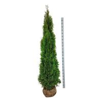 Туя западная Смарагд 225cm (Thuja occidentalis 'Smaragd')  RB EXTRA