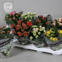 Каланхое Kalanchoe Blos. 'calandiva' ..mix 5 511/27
