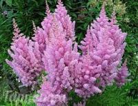 Астильба Арендса Astilbe arendsii 'Amerika'