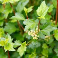 Ribes alpinum 'Schmidt'