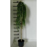 Лиственница европейская (Larix decidua Pendula PA 150-170)