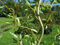 Ива вавилонская (Salix babylonica Tortuosa)