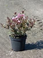 (Weigela florida Nana Purpurea