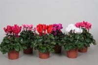 Цикламен Cyclamen микс